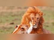 Male Lion's Failed Flirting and Slap by Lioness Captured, with an Extremely Intense Expression