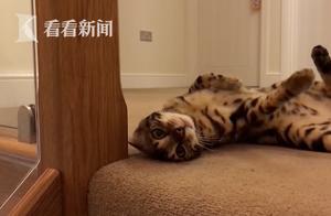 Cats Sigh! Teenagers' 'Cat Lovers' May Suffer Reading Decline Due to Parasites, Math Unaffected