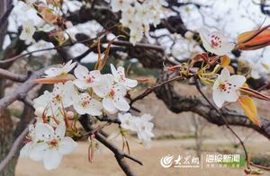 ‘Dengying Pear Snow’ in Qingdao to Debut Spectacularly Next Week