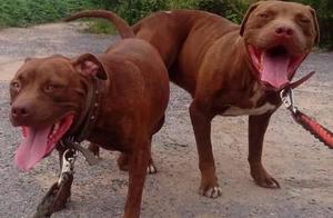 King of the Fighting Dogs: The American Pit Bull Terrier – How Fierce Is It?