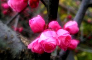 Essays in Poetry: A Wonderful Spring in Everyone's Heart