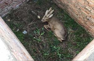 Cute Little Roe Deer Injured, Urgent Rescue Efforts