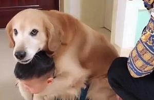 The son was being scolded, and after the golden retriever passed by, the dad couldn't bring himself to continue.