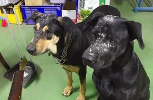 Dog Mishap: Boyfriend and Girlfriend Covered in Flour