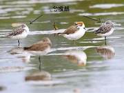 Guangdong Discovers 34 Critically Endangered Spoon-billed Sandpipers