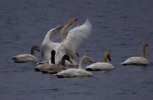 Rare and Endangered Waterfowl Species, Including White Geese, Appear Near Hai City River