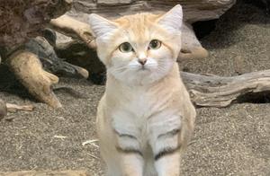 Only 6 Jin is Smaller Than the Orange Cat, and There's Also a Cute Wind-Catching Ear, But This Cat is Not to Be Provoked