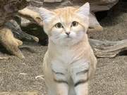 Nickname ‘Desert Angel’, Desert Cats Though Cute, Are Not to Be Provoked