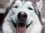 The kitten always sleeps on the husky's head, netizens: 'Is the dog's neck tired?'