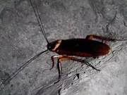 Little Strong Cockroaches: Just How Strong Are They? You Might Be Surprised!