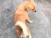 Pet Owner Creates a Metal Helmet to Prevent Dog Pregnancy – A Huge Success!