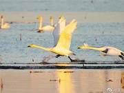 Yellow River Wetland Swans Dancing