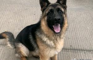 German Shepherd 'Revolts' in the Yard, Scares Owner into Running Away