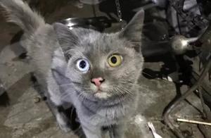 I Adopted a British Short Hair Stray Cat, But It Turned White and Lost Its Color: You Must Know Why No One Wanted It