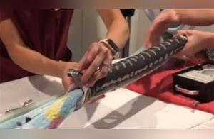 Doctor Uses Endoscope and Tongs to Remove Entire Towel from Python's Belly; Towel Astonishes Internet Users