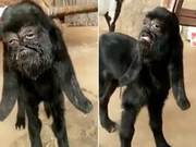 A Goat in India Grows a Human Face, Especially Its Two Eyes Resemble Humans! Locals Revere It as a God
