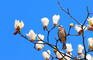 Spring, Yulan Flowers