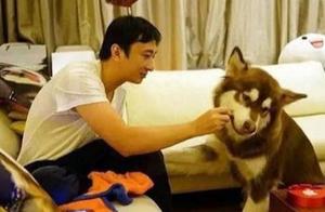 Why Are Most Internet Celebrity Dogs Alaskan Malamutes? Here are 6 Reasons