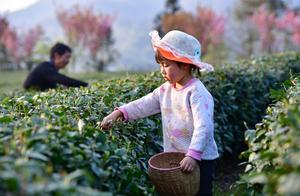 Shanyang Zhuyang: New Green Sprouts in the Selenium-Enriched Tea Garden