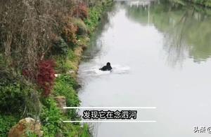 The World Is So Big It Wants to Take a Look: 'Escaped' Black Swan Returns to the Flock