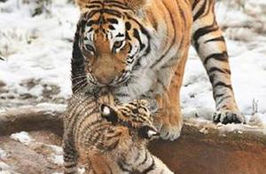 Zookeeper Sees Tiger Mom Biting Little Tiger, Initially Thought It Was Abuse, But Then Called It Adorable