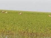 Moose Population Reappears in Nan Dingting