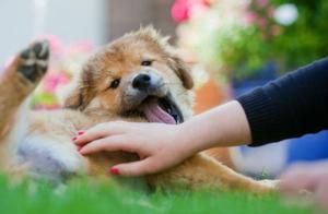 Why Do Dogs Lift Their Legs? What Content Do Owners Need to Train Regarding Leg-Raising Behavior