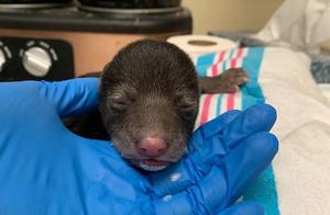 A Dog from the United States Brings Home a ‘Cub,’ Only to Discover It’s a ‘Bear Cub’