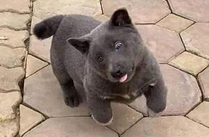 Vietnam Produces Another Viral Pet: It's Hard to Tell If It's a Cat or a Dog, Users Say