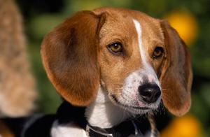 Top 10 Scent Hunting Dog Rankings: Best Scented Hunting Dog Breeds