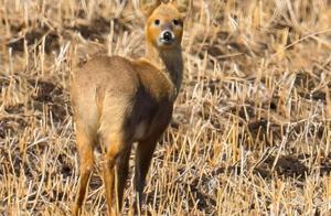 Hunchun Photographer Captures Rare Photo: Roe Deer and Geese Appear Simultaneously at Jixing Wetland