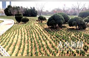 Beautiful! 500,000 Tulips About to Bloom in Free Trade Zone! Citizens Find a New Place to Enjoy Flower Viewing