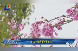 Shanghang: Cherry Blossoms Bring Spring's Fragrance