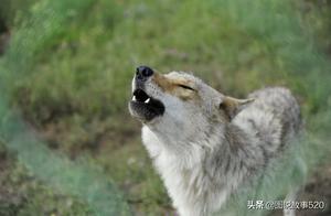 Wolf Sightings Reported in Northern Village