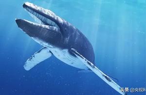 Newly Born Blue Whale 'Charges' into 1,000 Square Meter Broadcasting Studio...