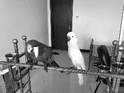 Taizhou Woman Spends Over 30,000 Yuan to Buy ‘Guobao’ Parrots as Pets, Now Facing Legal Consequences