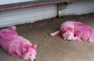 Two Colorful Samoyeds in the Park: Initially Thought to Be Dyed, Then Outraged by the Unscrupulous Owner