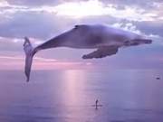 China Discovers First Whale Fall in Hainan, Magnificent Demise is Whale's Last Gentle Farewell to the Ocean