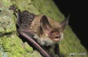 I Can't Figure It Out! So Many Bat Species Worldwide, Why Do They Cause Trouble Here?