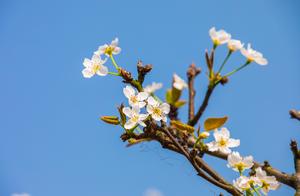 Yiyang: Blossoms Bloom Everywhere, Wandering Through Spring in Ziyang