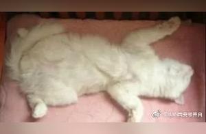 The Intimate Relationship Between Cats and Celsius