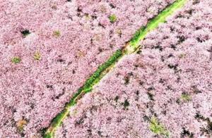 The World’s Largest Cherry Blossom Garden Hides in China, About to Transform into a Magnificent Flower Sea!
