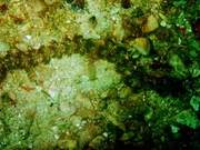 Cute Sea Rabbit (134) - Slu (17): Short-nosed Dragon (Ribey Island)