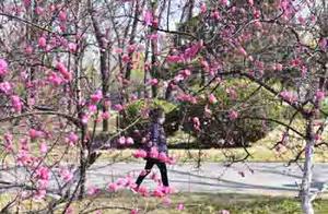 Blossoms in Full Bloom (Across the City)