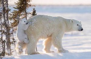 Are the Arctic Polar Bears Facing Extinction?