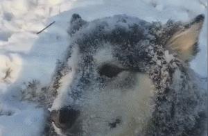 Alaska Lying in the Snow, Covered in White Snow