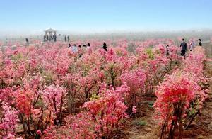 Beautiful! Spring warmth and a thousand flowers bloom, Luozhou Rhododendrons in full, vibrant bloom.