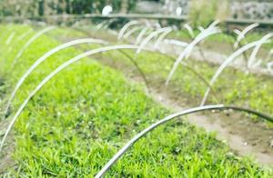 Prosecutor’s Literary Garden | Growth in the Vegetable Patch