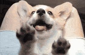 Another Year of Shedding Season? Driven Crazy by Dog Hair?