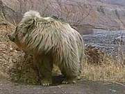 When "Secret Eye" Meets the 'Director' Bear, What Kind of Work Will Arise? Let's Take a Look